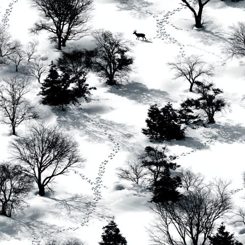 WInter Deer Trails 42