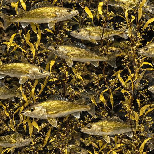 Walleye Fish Camouflage 42