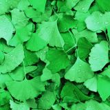 Wet-Ginko-Biloba-Spring