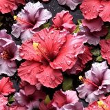 Wet-Hibiscus-Flowers