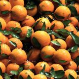Wet-Tangerines