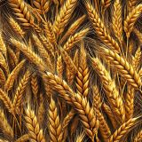 Wheat-45