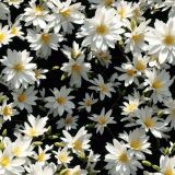 White-Flower-Bush-43