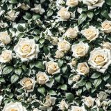 White-Rose-Bush-44