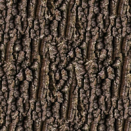 Wild Cherry Tree Bark