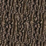 Wild-Cherry-Tree-Bark-1