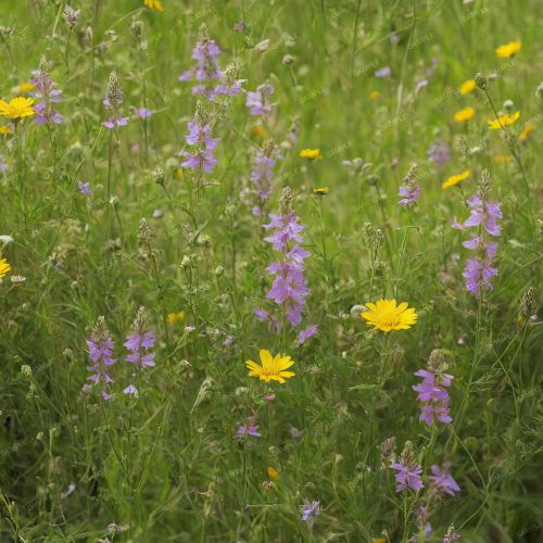 Wildflower Meadow