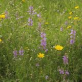 Wildflower-Meadow