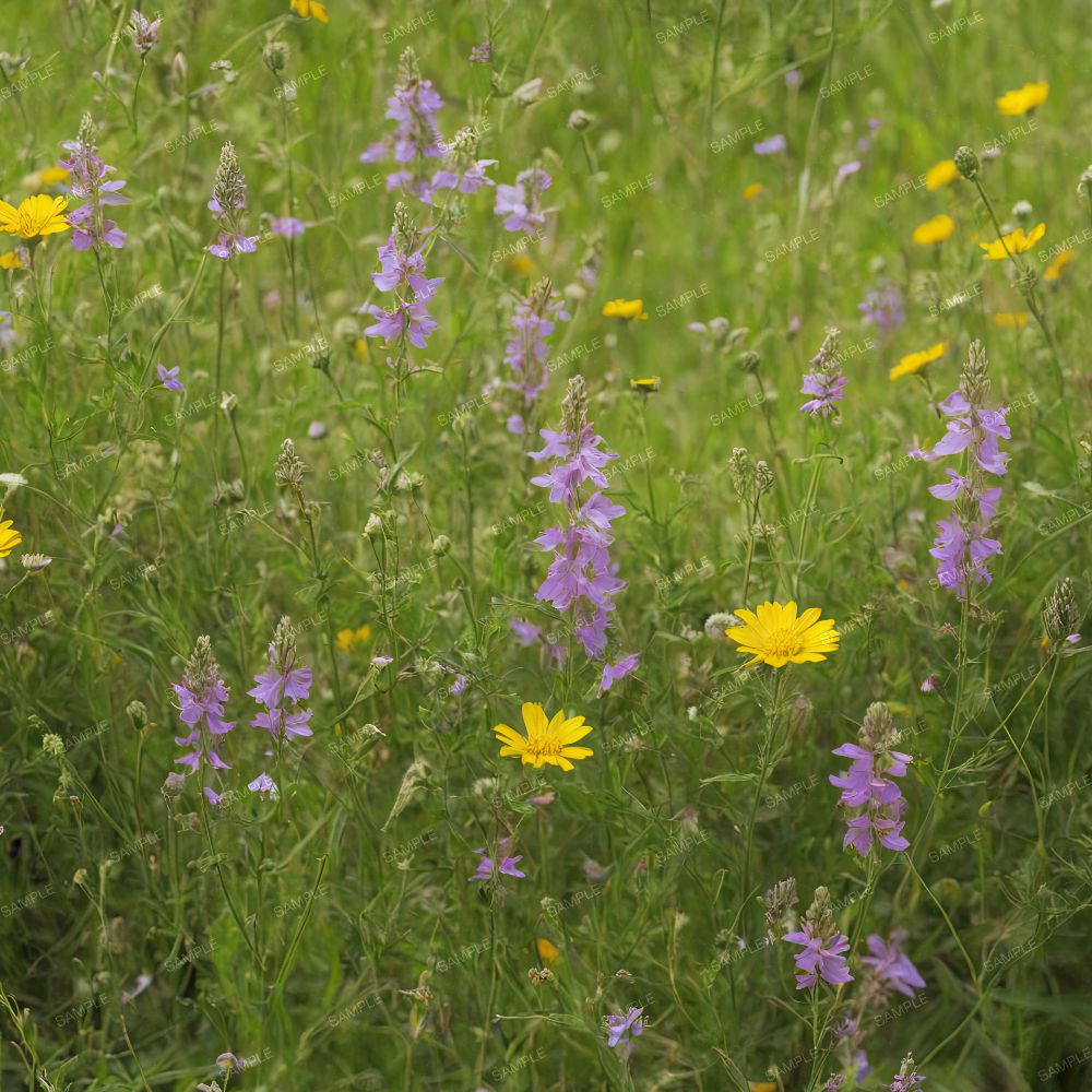 Wildflower Meadow