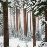 Winter-Pine-Forest