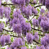 Wisteria