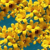 Yellow-Flowers