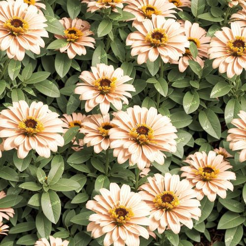 Zinnia Garden 42